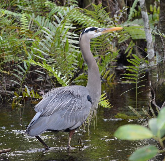 Miami: Everglades River of Grass Small Airboat Wildlife Tour - Practical tips for a better ride