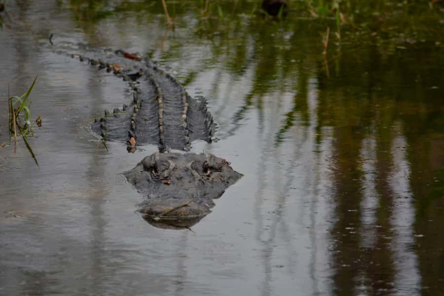 Miami: Everglades River of Grass Small Airboat Wildlife Tour - Is $750 a fair price?