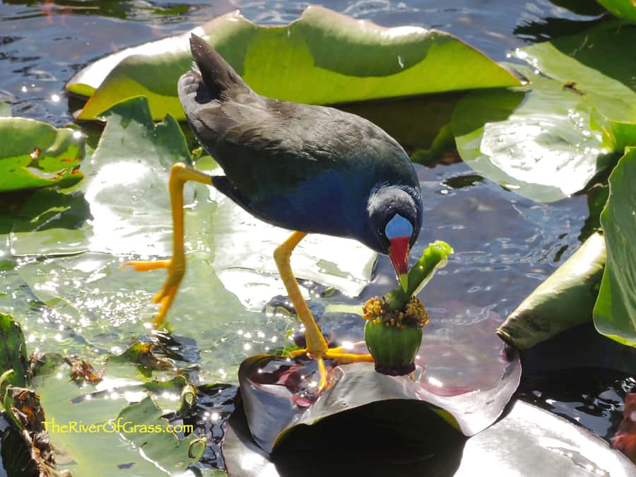 Miami: Everglades River of Grass Small Airboat Wildlife Tour - Starting at Dade Corners before the boat launch
