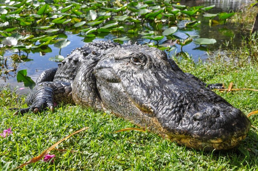 Miami: Everglades Safari Park Airboat Tour - Airboat Access to the River of Grass