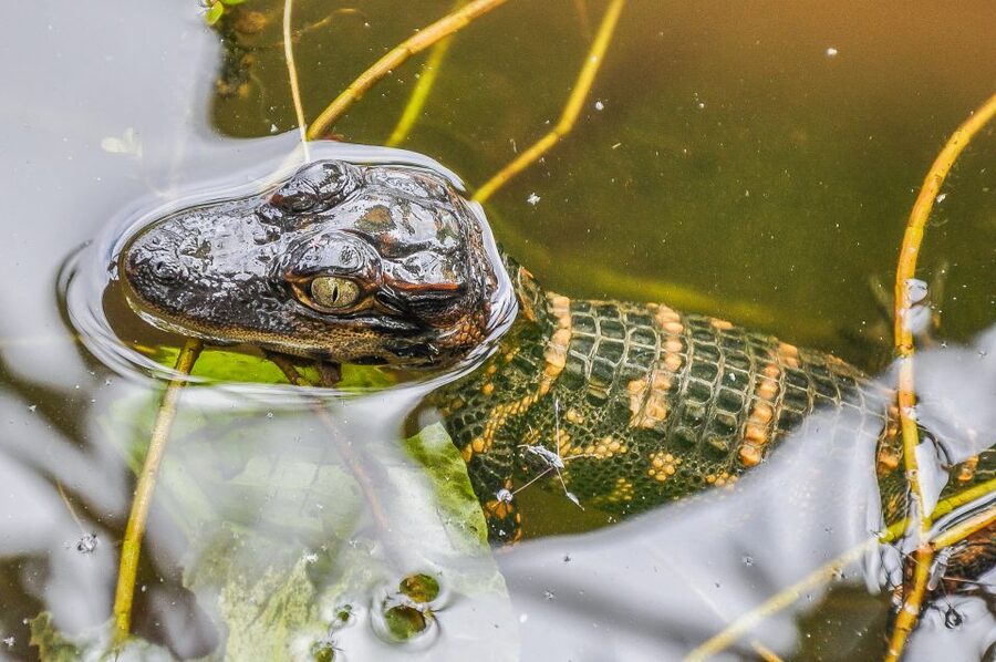 Miami: Everglades Safari Park Airboat Tour - Should You Book Everglades Safari Park?
