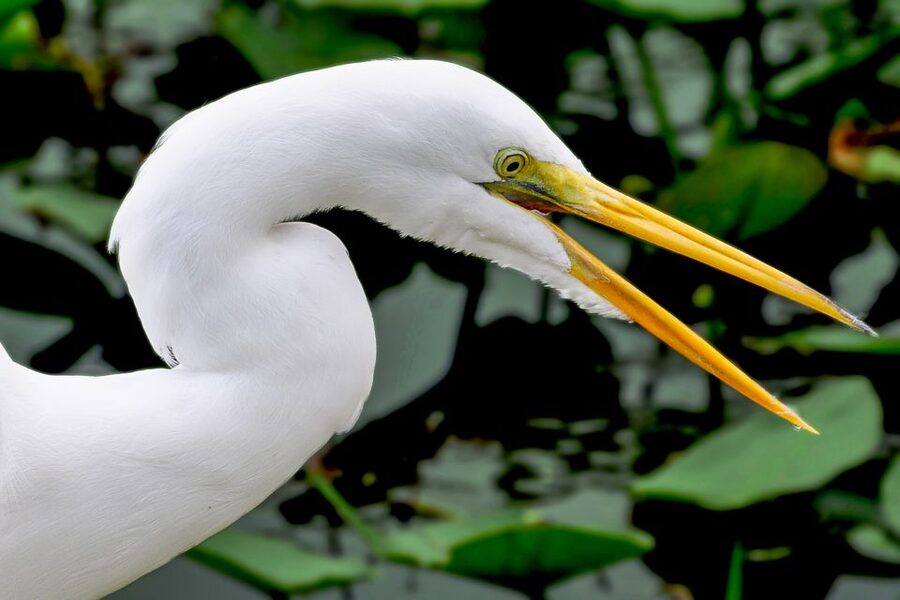 Miami: Everglades Safari Park Airboat Tour - What the 40-Minute Airboat Ride Feels Like