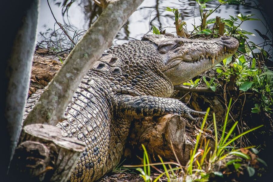 Miami: Everglades Safari Park Airboat Tour - Walking the Jungle Trail and Observation Platform