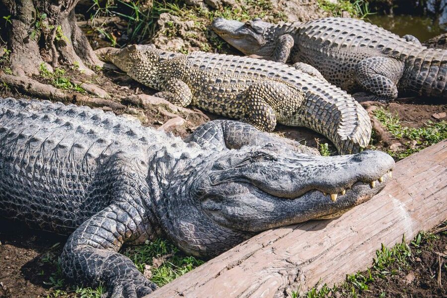 Miami: Everglades Safari Park Airboat Tour - Booking Advice for a Smoother Visit