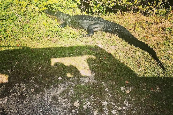 Miami & Florida Everglades Adventure Package - Wynwood Walls in a quick 15-minute stop