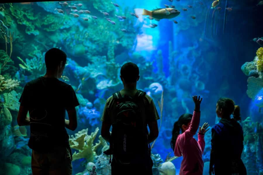 Miami: Frost Museum of Science and Planetarium Entry Ticket - Should you book Frost Science?