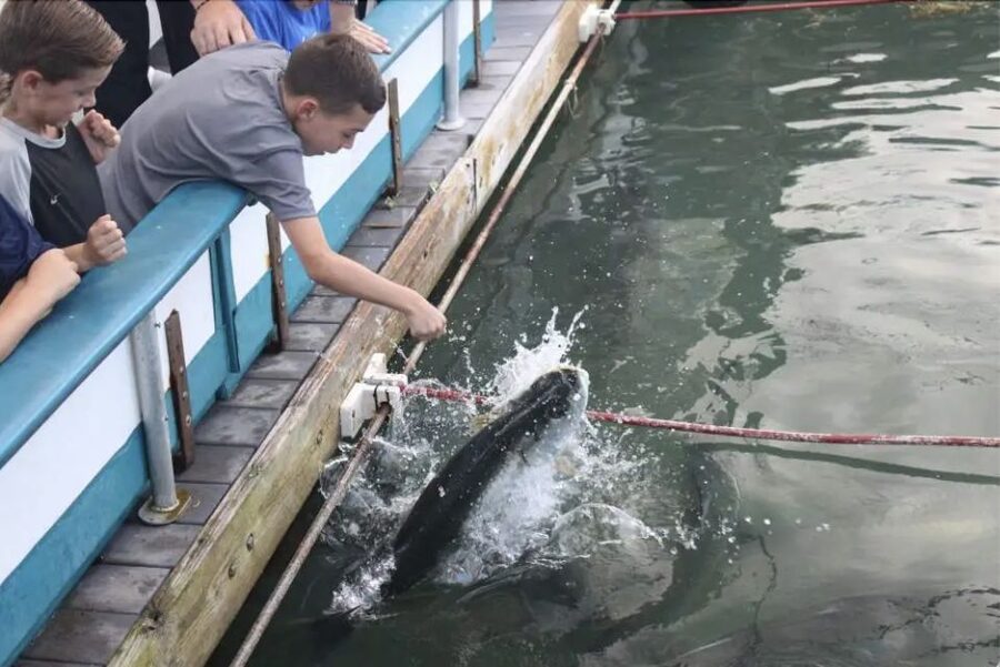 Miami: Giant Fish Feeding Experience - FAQ