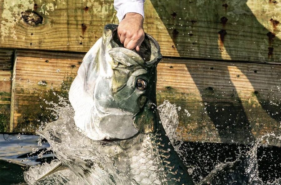Miami: Giant Fish Feeding Experience - The Optional 30-Minute Guided Encounter