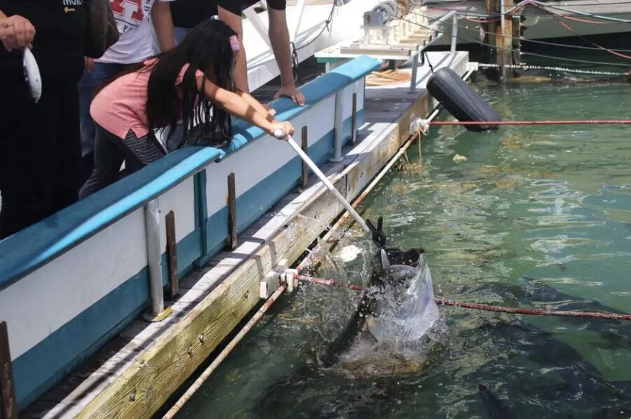 Miami: Giant Fish Feeding Experience - Who Will Enjoy This Most?