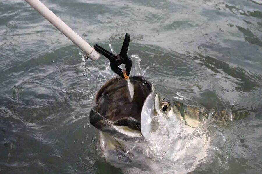 Miami: Giant Fish Feeding Experience - Practical Tips for a Better Feeding Session