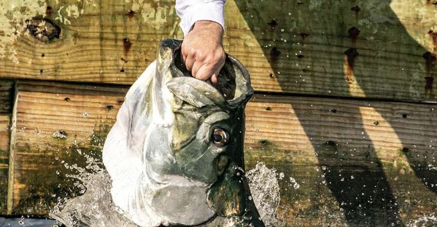 Miami: Giant Fish Feeding Experience - Herring, Handles, and the Moment of Feeding