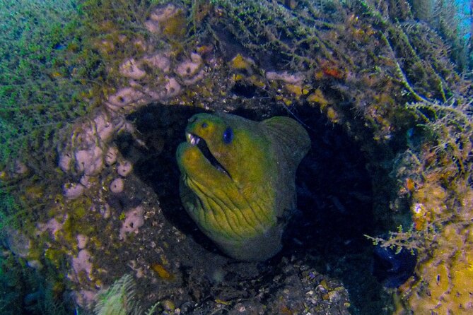 Miami Guided 2-Tank Scuba Diving: South Florida’s Reefs & Wrecks - What $126 buys you in practical terms