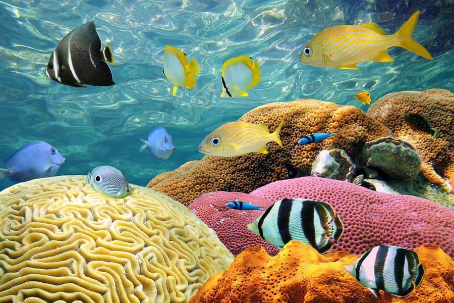 Miami: Key West Day Trip with pickup and boating options - Who should book this Key West trip?
