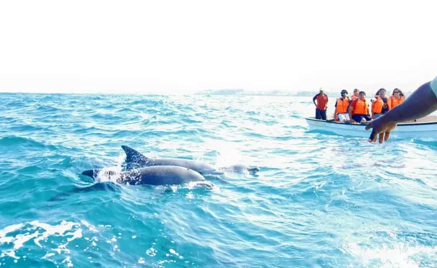 Miami: Key West Dolphin Watch or Snorkel Boat with pickup - Three-hour snorkeling for time in the water