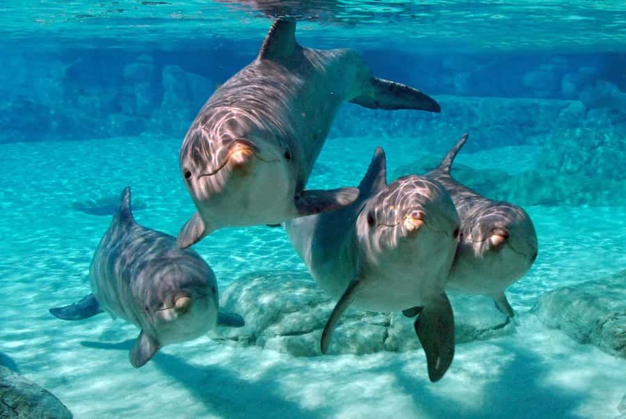 Miami: Key West Dolphin Watch or Snorkel Boat with pickup - Is $63 a fair price?