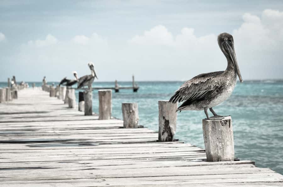 Miami: Key West Dolphin Watch or Snorkel Boat with pickup - Comfort, communication, and small things to pack