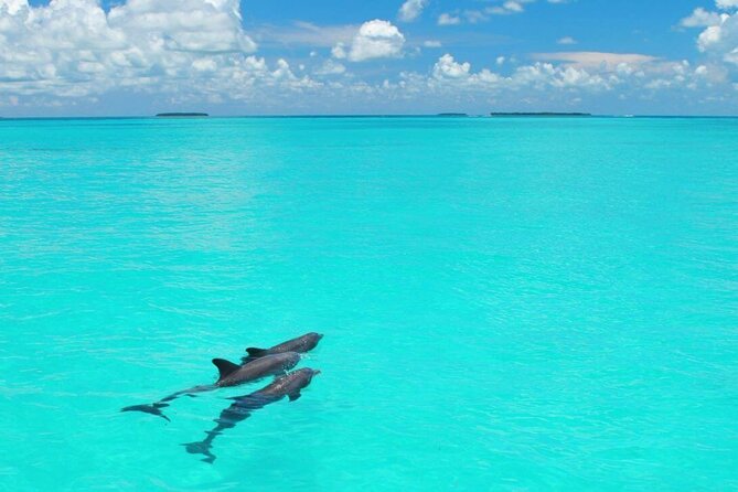 MIAMI: Key West Dolphin Watch Tour - The optional dolphin watch and snorkel trip