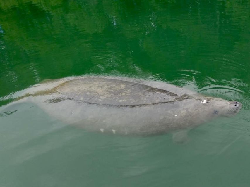 Miami: Manatee Season Paddleboard or Kayak Tour - Key points at a glance