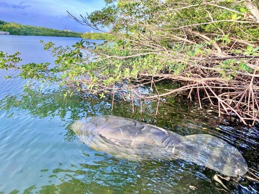 Miami: Manatee Season Paddleboard or Kayak Tour - Who will enjoy this tour most?