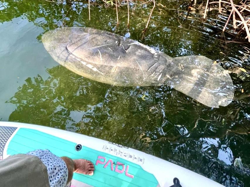 Miami: Manatee Season Paddleboard or Kayak Tour - The Atlantic coast and beach views