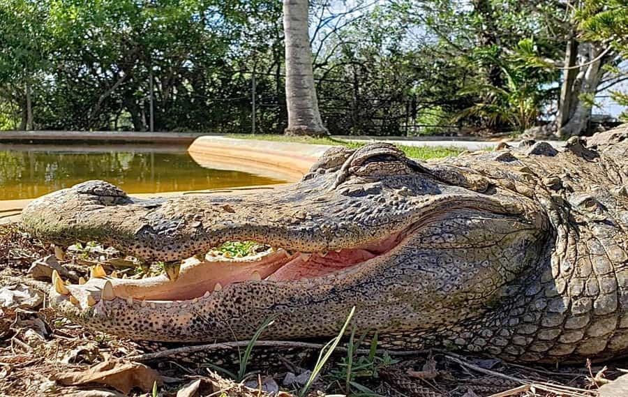 Miami: Original Everglades Airboat Tour & Interpretive area - A classic Everglades stop since 1945