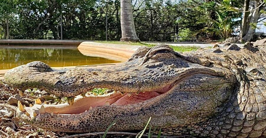 Miami: Original Everglades Airboat Tour & Interpretive area - Timing your visit from Miami