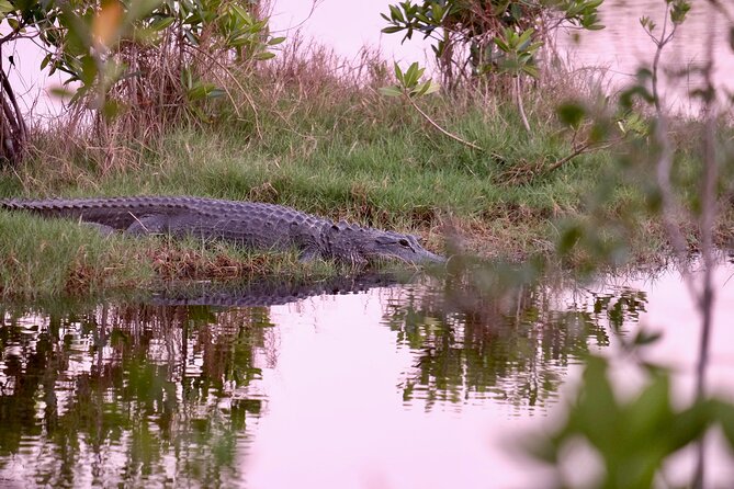 Miami / Port: Everglades Airboat Wildlife Experience - Wildlife Beyond the Alligators