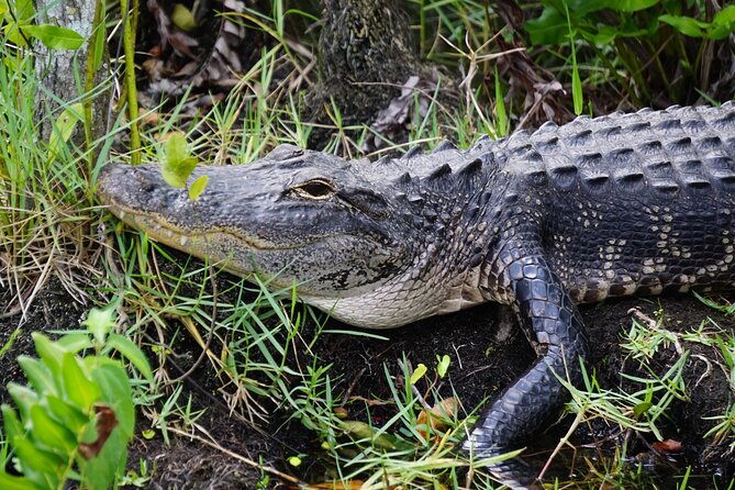 Miami / Port: Everglades Airboat Wildlife Experience - Understanding the Published Timing
