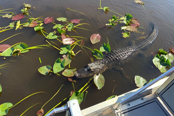 Miami / Port: Everglades Airboat Wildlife Experience - Is $69.30 a Fair Price?