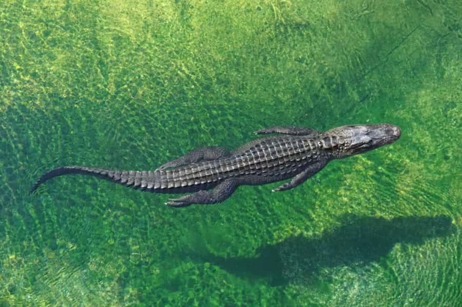 Miami: Small Group Tour w/Everglades, Little Havana & Cruise - What the small group changes