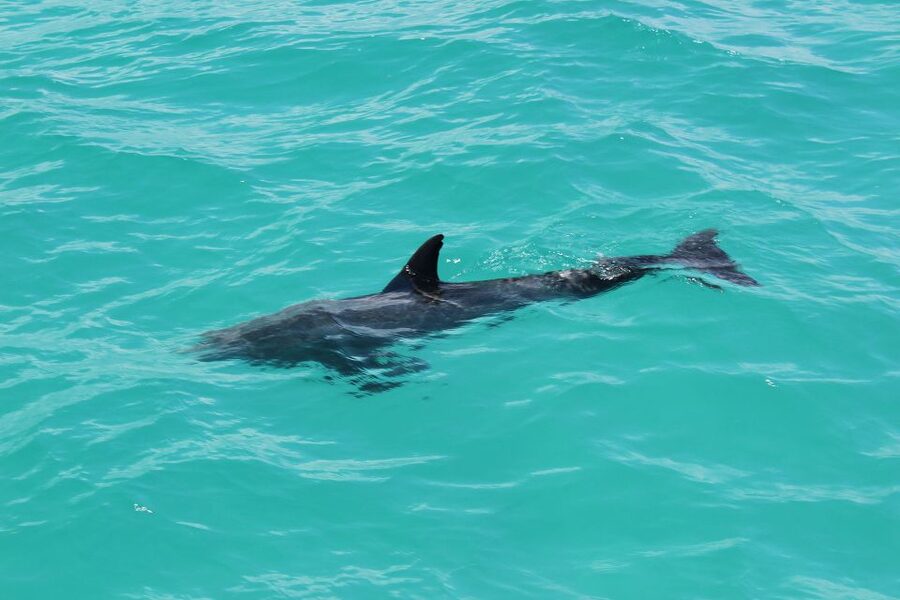 Miami to Key West Shuttle: Dolphin, Snorkeling & More - Guides, languages, and group size