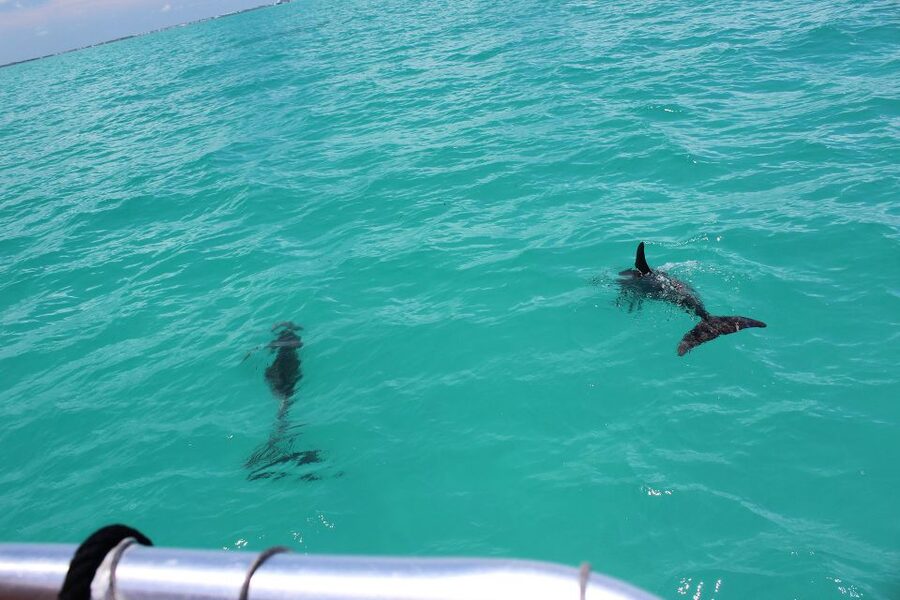 Miami to Key West Shuttle: Dolphin, Snorkeling & More - Four hours through the Florida Keys