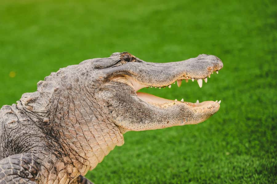 Miami: Wild Everglades Airboat Ride and Gator Encounters - Key points to know before booking