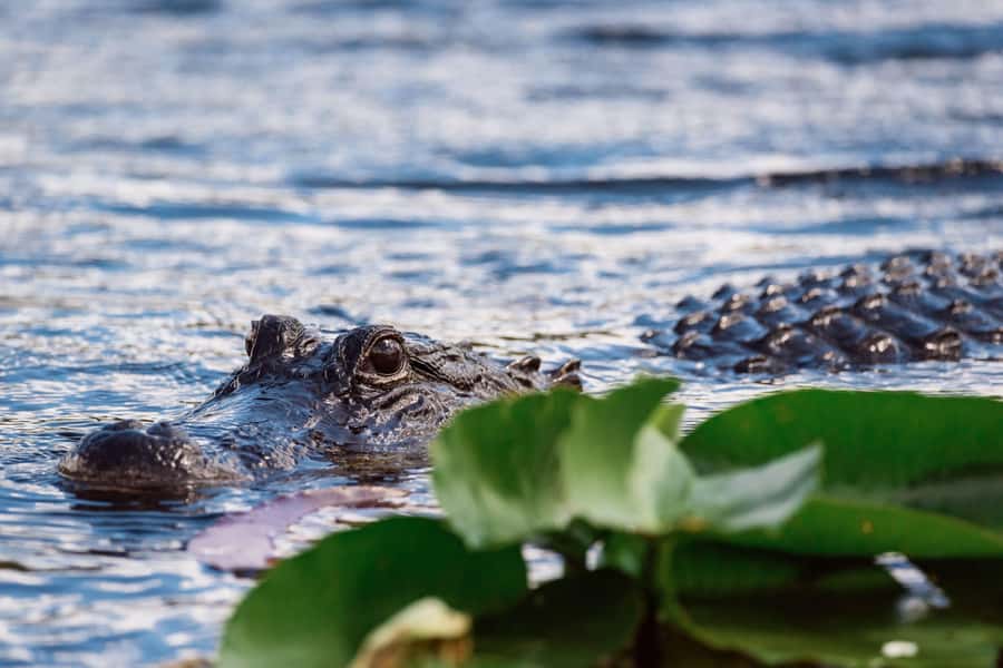 Miami: Wild Everglades Airboat Ride and Gator Encounters - How the three-hour park visit feels