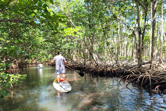 Nature Stand Up Paddle Boarding Experience in Miami - From North Miami Beach to the mangroves
