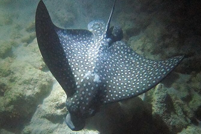 NIGHT TIME Guided Snorkel tour - Why snorkeling after dark feels completely different