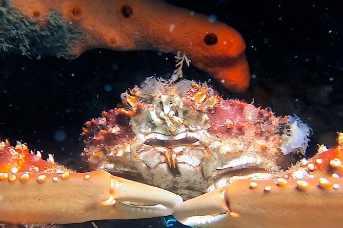 NIGHT TIME Guided Snorkel tour - Following Wes through the dark