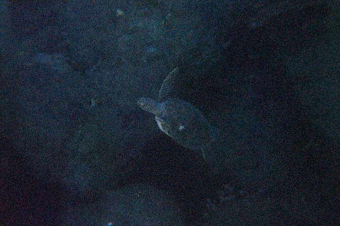 NIGHT TIME Guided Snorkel tour - The wildlife you might find