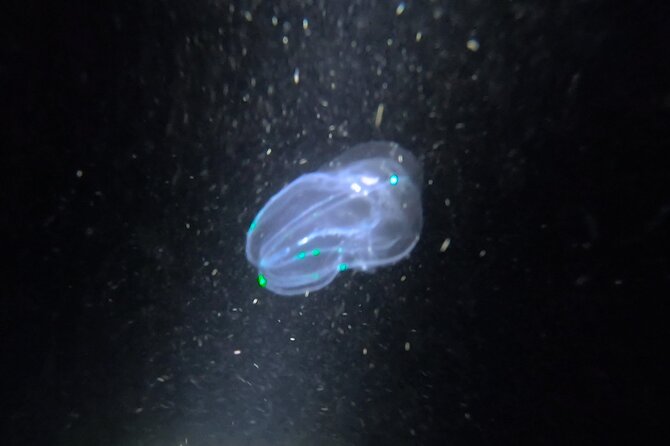 NIGHT TIME Guided Snorkel tour - Why the four-person limit matters