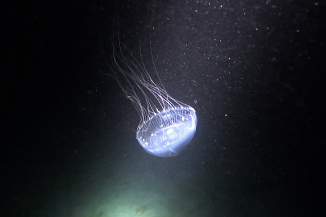 NIGHT TIME Guided Snorkel tour - Is $125 a fair price?