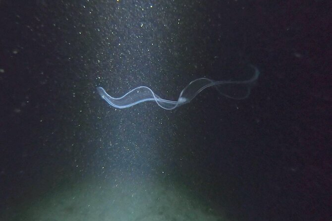 NIGHT TIME Guided Snorkel tour - Who will enjoy this most