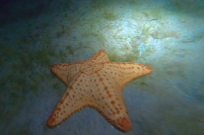 NIGHT TIME Guided Snorkel tour - Phil Foster Park and the short route from shore