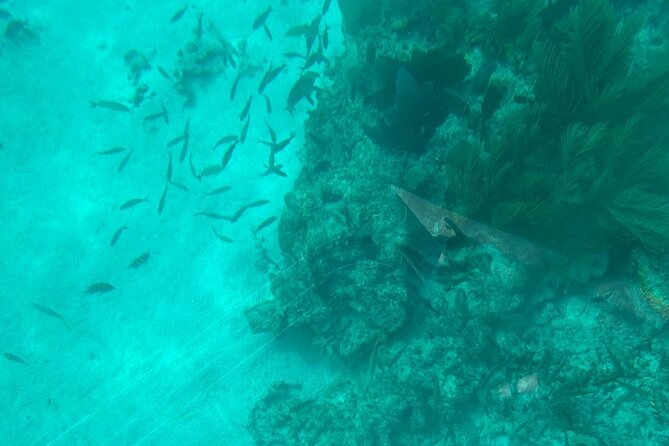 Night Tour Glass Bottom Boat in Islamorada - Why the stabilized boat matters