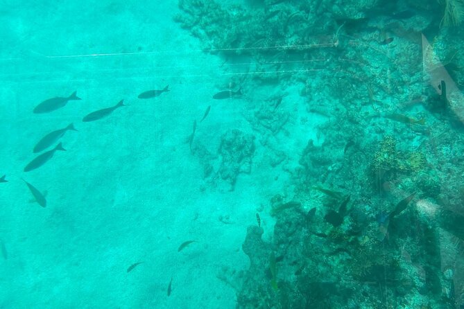 Night Tour Glass Bottom Boat in Islamorada - The crew can make or break the evening