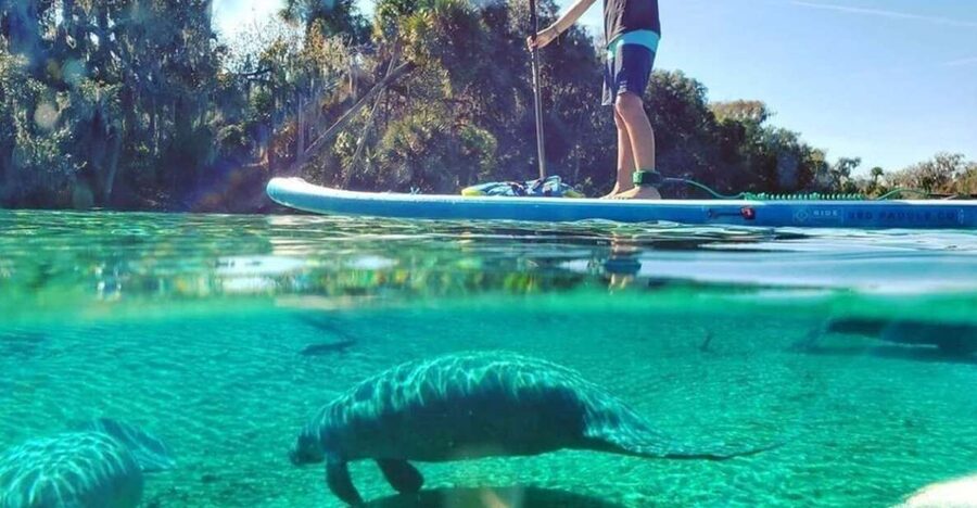 North Miami: Nature & Island Exploration on SUP/Kayak - Into the mangrove canals of Osprey Triangle