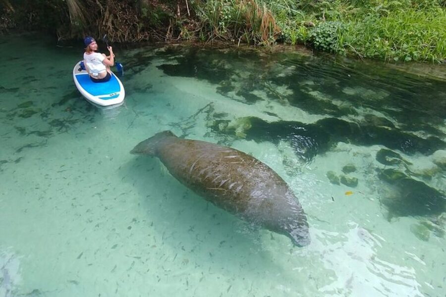 North Miami: Nature & Island Exploration on SUP/Kayak - Wildlife sightings: what you may and may not see