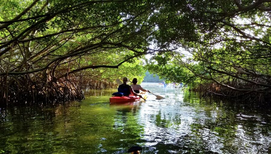 North Miami: Nature & Island Exploration on SUP/Kayak - Is $99 a fair price?