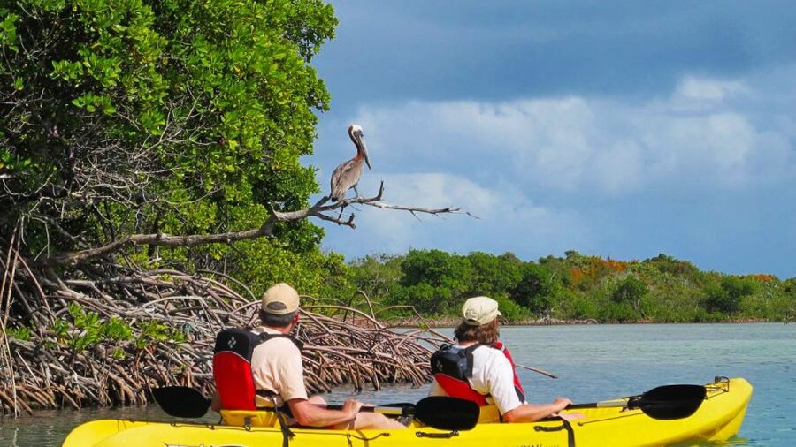 North Miami: Nature & Island Exploration on SUP/Kayak - Choosing between a kayak and stand-up paddleboard