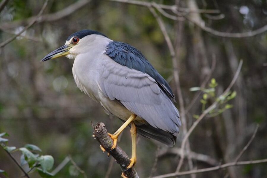 Ochopee: Half-Day Mangrove Tunnel Kayak Tour - The first paddle on the Turner River