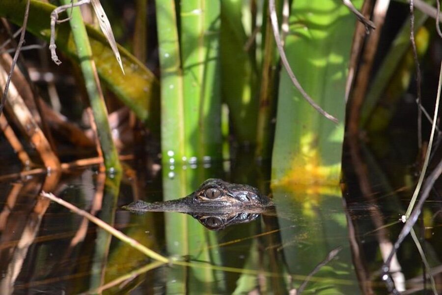 Ochopee: Half-Day Mangrove Tunnel Kayak Tour - Meeting in Ochopee and reaching the launch
